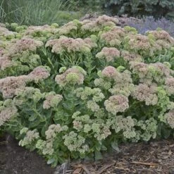 Autumn Fire Sedum -High country gradens sedum autumn fire whole plant e