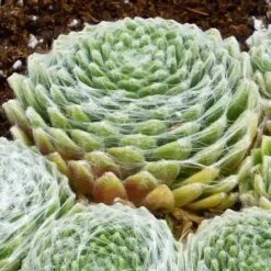 FireSmart Collection - Zone 1 -High country gradens sempervivum arachnoideum 3 2 1