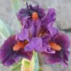 Sharp Dressed Boy Dwarf Bearded Iris 2 Sharp Dressed Boy Dwarf Bearded Iris -High country gradens sharp dressed boy bi 1