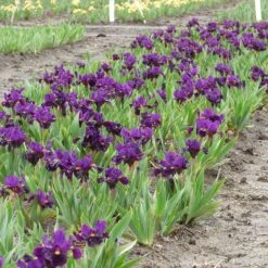Sharp Dressed Boy Dwarf Bearded Iris -High country gradens sharp dressed boy bi 3
