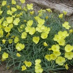 Shimmer Evening Primrose