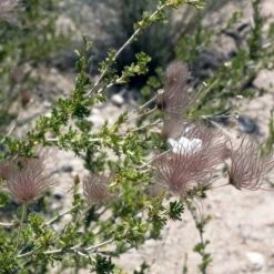 Apache Plume (Fallugia) 12 Apache Plume (Fallugia) -High country gradens shutterstock apache plume fallug 2