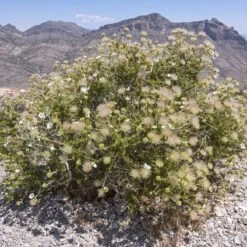Apache Plume (Fallugia) 15 Apache Plume (Fallugia) -High country gradens shutterstock apache plume fallug 3