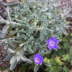 Sarada's™ Greek Mountain Tea -High country gradens sideritis syriaca 4