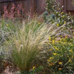 Silky Thread Grass -High country gradens silky thread grass 2 1