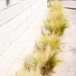 Silky Thread Grass -High country gradens silky thread grass 4