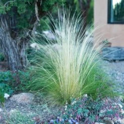 Silky Thread Grass -High country gradens silky thread grass 5