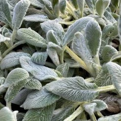 Silver Carpet Lamb's Ear -High country gradens silver carpet lambsear 1