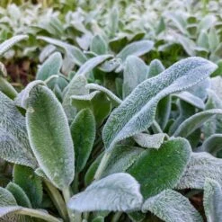 Silver Carpet Lamb's Ear -High country gradens silver carpet lambsear 2