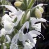 Silver Salvia -High country gradens silver sage 1