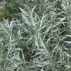 Silver Sagebrush