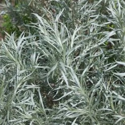 Colorado Perennial Collection -High country gradens silver sagebrush sq 1