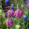 The Sky's The Limit Bulb Collection -High country gradens snakes head fritillary shutterstock cropped