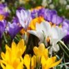 Snow Crocus Mix -High country gradens snow crocus mix 1