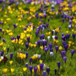 Snow Crocus Mix 7 Snow Crocus Mix -High country gradens snow crocus mix lawn