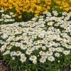 Snowcap Shasta Daisy 2 Snowcap Shasta Daisy -High country gradens snowcap shasta daisy 1
