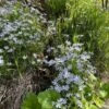 SNOWMASS® Phlox 2 SNOWMASS® Phlox -High country gradens snowmass phlox bifida 2