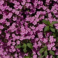 Saponaria Ocymoides -High country gradens soapwort saponaria ocymoides 3