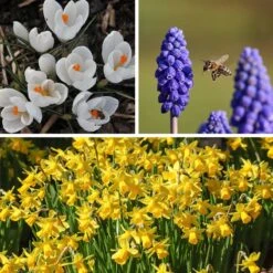 Soft Colors Garden Bulb Collection -High country gradens soft colors garden bulb coll 1 11 24 10px