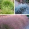Soft Colors Inferno Strip Grass Collection -High country gradens soft colors inferno strip grass collection collage