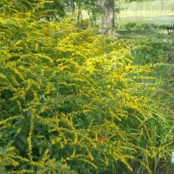 Watershed Wise Pre-Planned Garden -High country gradens solidago fireworks flowers