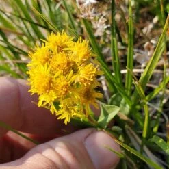 Rocky Mountain Goldenrod (Solidago) -High country gradens solidago multiradiata 2