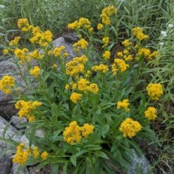 Rocky Mountain Goldenrod (Solidago) -High country gradens solidago multiradiata 3