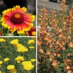 Some Like It Hot Collection -High country gradens some like it hot coll 10 15 24