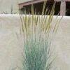 Thin Man Golden Prairie Grass -High country gradens sorghastrum nutans thin man 2 cc medium 2 1 1