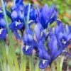 Dark Blue Specie Iris (Mini Iris) -High country gradens specie iris reticulata dark blue