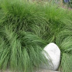 Soft Colors Inferno Strip Grass Collection -High country gradens sporobolus heterolipis prairie dropsseed sq