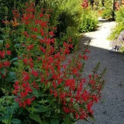 Red Flowered Lamb's Ear -High country gradens stachys coccinea shade