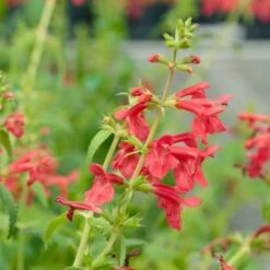 Red Flowered Lamb's Ear -High country gradens stachys coccineus mountain red 9