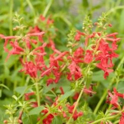 Red Flowered Lamb's Ear -High country gradens stachys coccineus mountain red 9 1