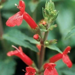 Red Flowered Lamb's Ear -High country gradens stachys coccineus mountain red 9 2