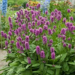Hummelo Betony -High country gradens stachys monieri hummelo 3