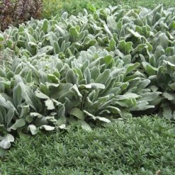 FireSmart Collection - Zone 1 -High country gradens stachys silver carpet garden 2 1