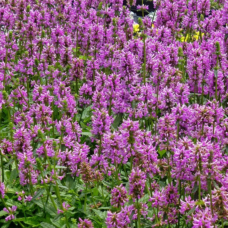 Dwarf Pink Lamb's Ear 3 Dwarf Pink Lamb's Ear