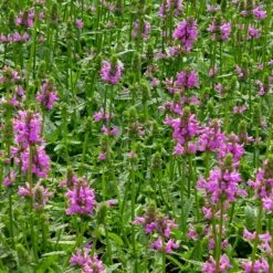 Dwarf Pink Lamb's Ear 9 Dwarf Pink Lamb's Ear -High country gradens stachys maxima groundcover planting cc 2 2