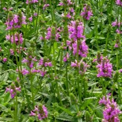 Dwarf Pink Lamb's Ear 11 Dwarf Pink Lamb's Ear -High country gradens stachys maxima groundcover planting cc 2