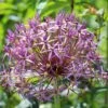 Star Of Persia Allium -High country gradens star of persia allium 1 1