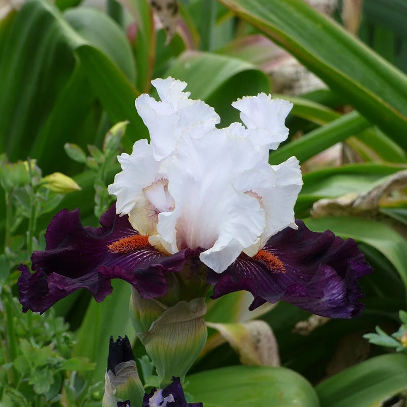 Starring Bearded Iris 3 Starring Bearded Iris
