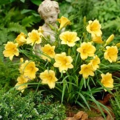 Stella D'Oro Reblooming Daylily -High country gradens stella doro daylily garden statue