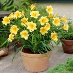Stella D'Oro Reblooming Daylily -High country gradens stella doro daylily pot