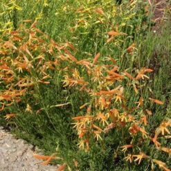 SteppeSuns® Sunset Glow Penstemon 7 SteppeSuns® Sunset Glow Penstemon -High country gradens steppesuns sunset glow penstemon orange