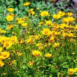 Sterntaler Coreopsis 7 Sterntaler Coreopsis -High country gradens sterntaler sq1