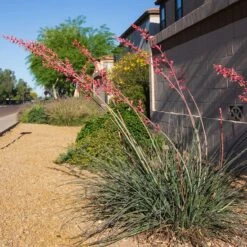 Hummingbird Paradise Hesperaloe Collection -High country gradens straight up red hesperaloe sq 1