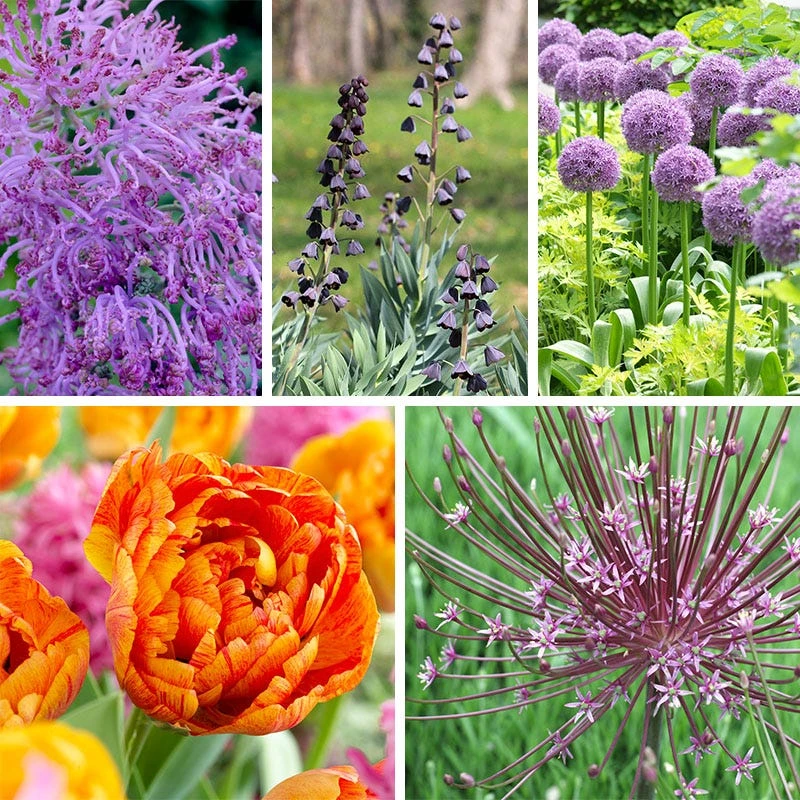 Stranger Than Fiction Flower Bulb Collection 8 Stranger Than Fiction Flower Bulb Collection - Image 6