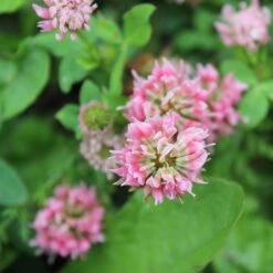 Alternative Lawn Wildflower Seed Mix -High country gradens strawberry clover close up