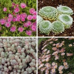 Succulent Groundcover Collection 10 Succulent Groundcover Collection -High country gradens succulent groundcover collection 10 28 24